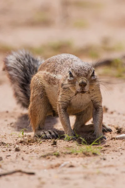 Ground squirrel eating grass roots in the hot kalahari — Stock Photo, Image