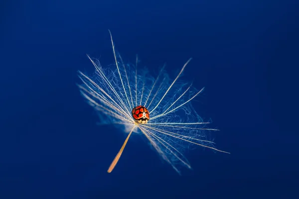 Rode lady bug zitten op een zwevende dandoline in blauwe hemel — Stockfoto