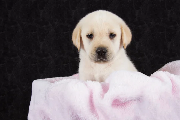 Hermoso cachorro labrador acostado en caja con toalla rosa — Foto de Stock