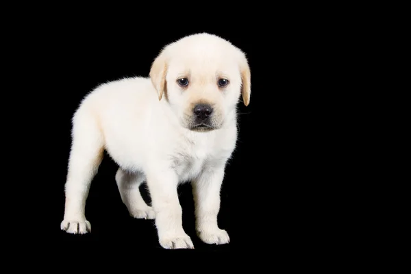 Labrador puppy standing and look sad in studio — Stock Photo, Image