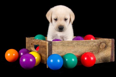 Labrador yavru köpek oturmak renkli topları ile ahşap kutusunda