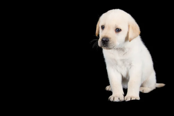 Labrador filhote de cachorro de pé e olhar triste no estúdio — Fotografia de Stock