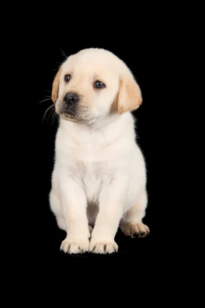 Labrador puppy staande en kijk triest in studio — Stockfoto