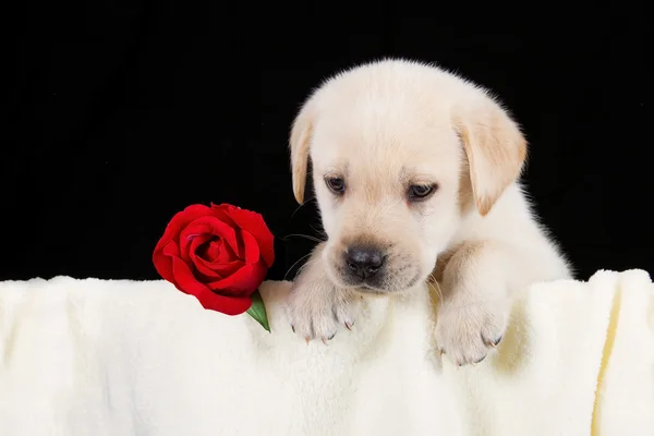 Λαμπραντόρ κουτάβι με κόκκινο τριαντάφυλλο σε κουβέρτα — Φωτογραφία Αρχείου
