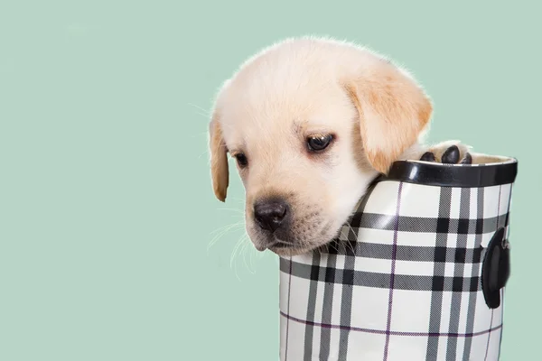 Labrador puppy in water shoe against green background — Stock Photo, Image