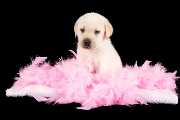 Cansado filhote de cachorro labrador sentar-se em penas rosa — Fotografia de Stock