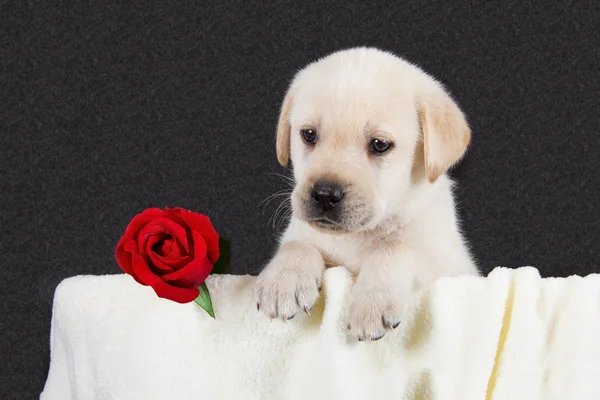 Cachorro labrador con rosa roja en manta — Foto de Stock