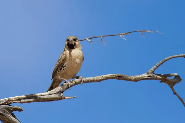 Sociable weaver sitting on a dry branch with a piece of grass — Stock Photo, Image