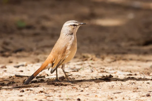 Kalahari křoviny robin chůzi na písku v slunci — Stock fotografie