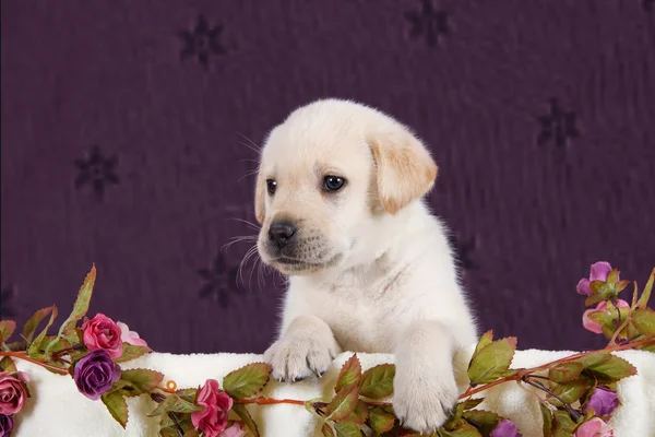 Kleine labrador puppy met bloemen in deken op roze patroon — Stockfoto