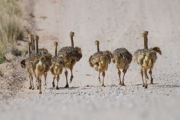 Grupo de pollos de avestruz pequeños corriendo — Foto de Stock