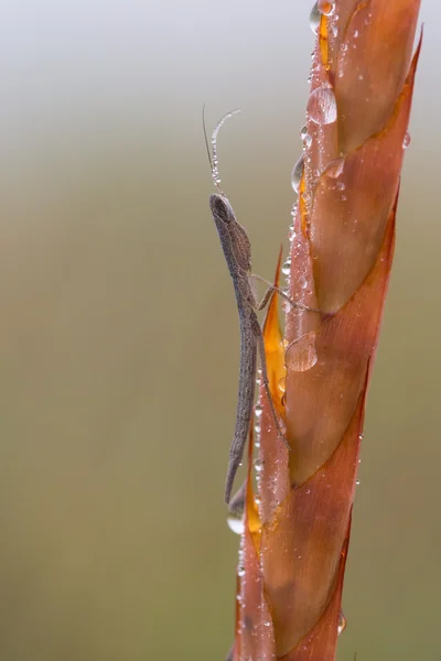 Inseto vara cinza sentado na planta laranja molhada — Fotografia de Stock