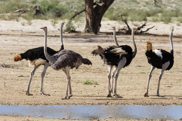 Groep van struisvogels bij een waterput in de droge woestijn — Stockfoto