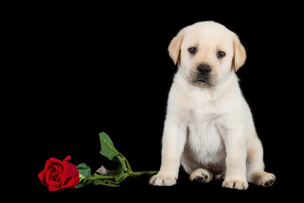 Cãozinho Labrador em pé no preto com rosa vermelha — Fotografia de Stock