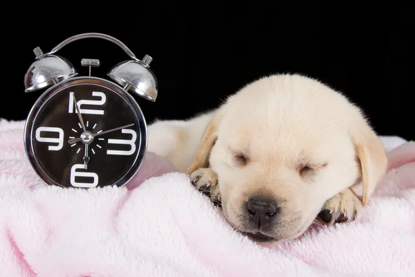Labrador puppy sleeping on blanket with alarm clock — Stock Photo, Image