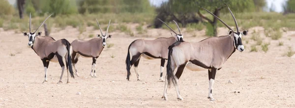 Manada de oryx em pé em uma planície seca olhando — Fotografia de Stock