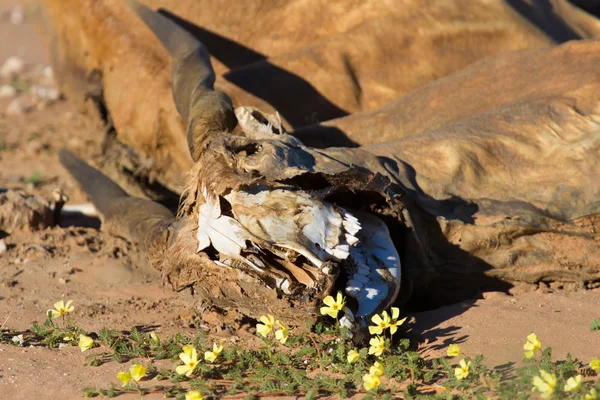 Carcass of an eland laying dead in kalahar — Stock Photo, Image