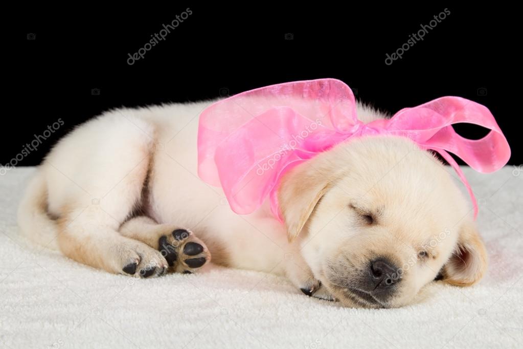 How Much Do Lab Puppies Sleep