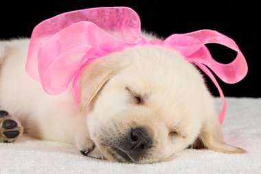 pembe kurdele ile battaniye uyku labrador yavrusu
