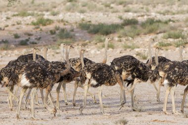 Gençlik Kalahari devekuşları sürüsü