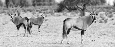 kalahari Çölü otlatma springbok sürüsü