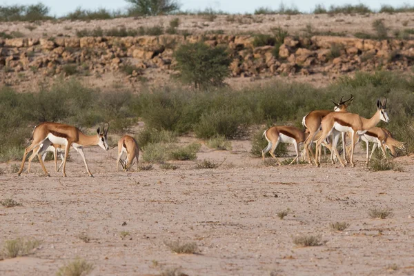 Manada de springbok pastando no deserto de Kalahari — Fotografia de Stock