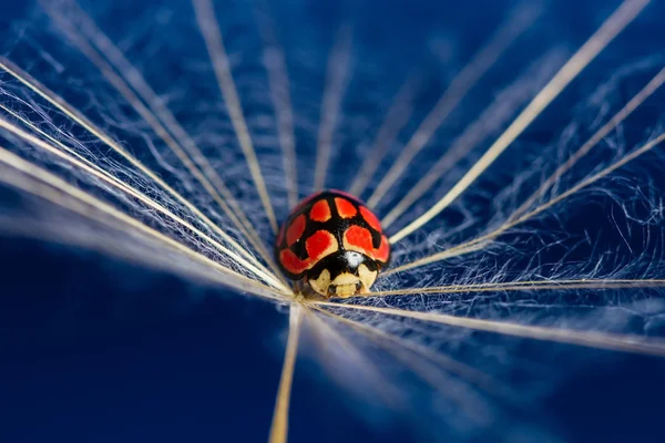 Red lady bug sit on a floating dandoline in bright blue — Stock Photo, Image