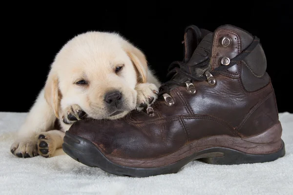 Puppy labrador sleeping on old walking shoe — Stock Photo, Image