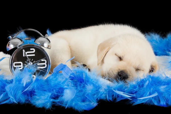 Labrador puppy sleeping on blue feathers with alarm clock — Stock Photo, Image