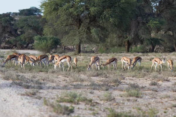 Kalahari Çölü otlatma springbok sürüsü — Stok fotoğraf