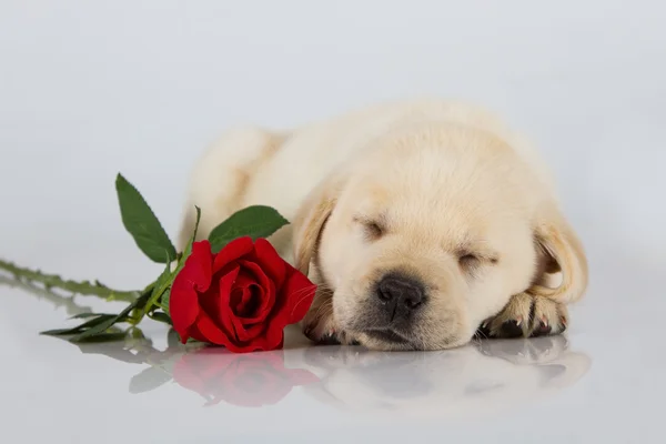 Лабрадор щенок спит на белом с красной розой — стоковое фото