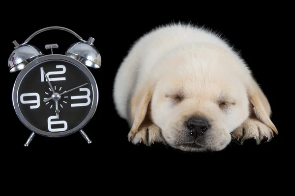 Labrador puppy sleeping on black with alarm clock — Stock Photo, Image