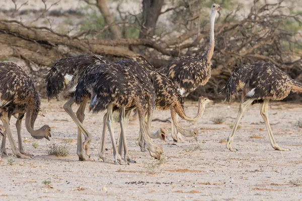 Rebanho de avestruzes juvenis no kalahari — Fotografia de Stock
