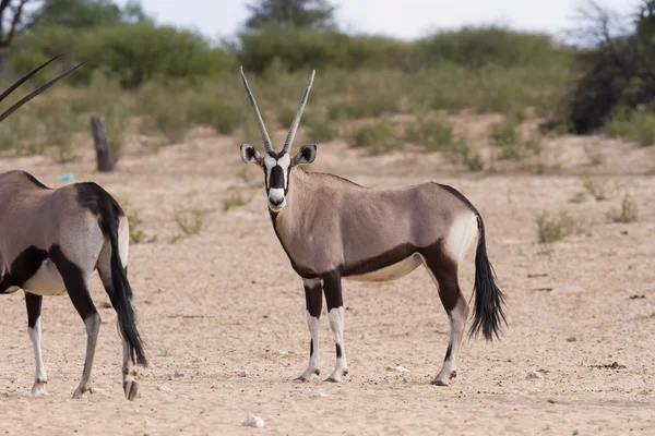 Oryx-Herde steht auf einer trockenen Ebene und sieht aus — Stockfoto