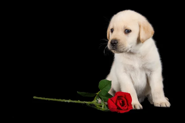 Labrador Welpe steht auf schwarz mit roter Rose — Stockfoto