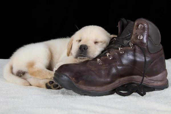 Labrador štěně spát na staré vycházkové obuvi — Stock fotografie