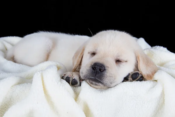Welpe Labrador schläft auf weißer, flauschiger Decke — Stockfoto