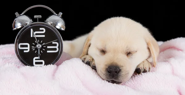 Labrador valp sova på filt med väckarklocka拉布拉多犬与闹钟睡在毯子上 — 图库照片