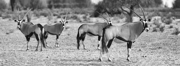 Manada de oryx de pie en una llanura seca mirando —  Fotos de Stock