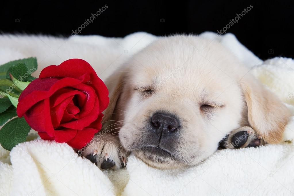 Labrador puppy sleeping on blanket with red rose