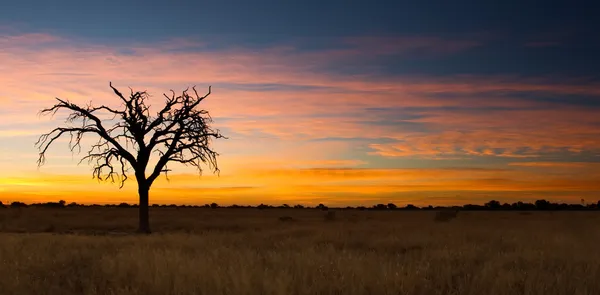 Lovely sunset in Kalahari with dead tree — Stock Photo, Image