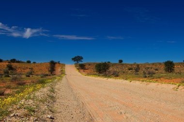 ıssız yolda kalahari dunes Sarı çiçekli