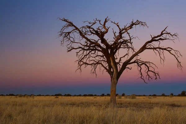 Encantador pôr do sol em Kalahari com árvore morta — Fotografia de Stock