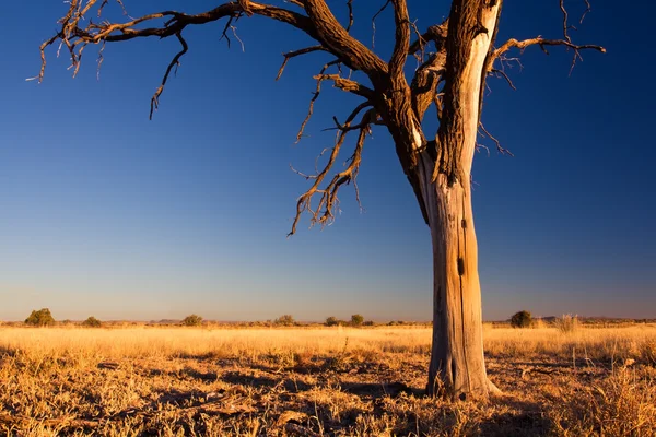 Encantador pôr do sol em Kalahari com árvore morta — Fotografia de Stock