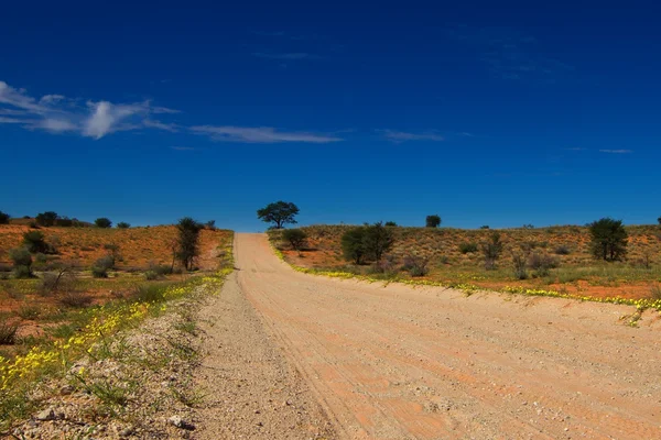 Estrada desolada através das dunas kalahari com flores amarelas — Fotografia de Stock