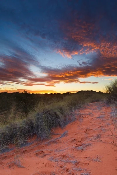 Hermosa puesta de sol kalahari con nubes dramáticas y hierba —  Fotos de Stock
