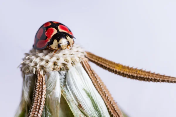 Löwenzahnkopf mit Marienkäfer oben und weiß — Stockfoto