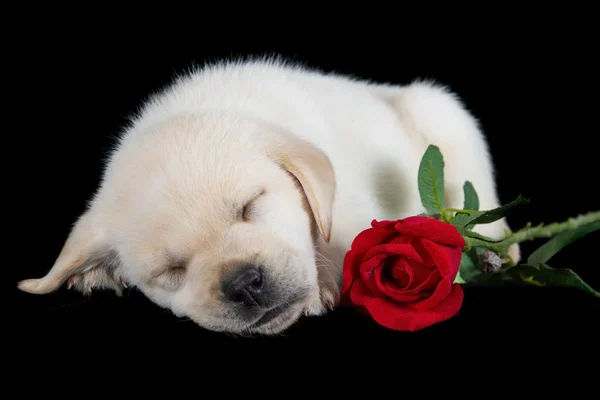 Labrador štěně spát na černou s červenou růží — Stock fotografie