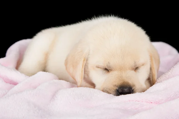 Labrador štěně spát na růžové načechrané přikrývky — Stock fotografie