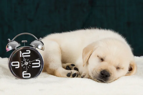 Labrador puppy sleeping on blanket with alarm clock — Stock Photo, Image